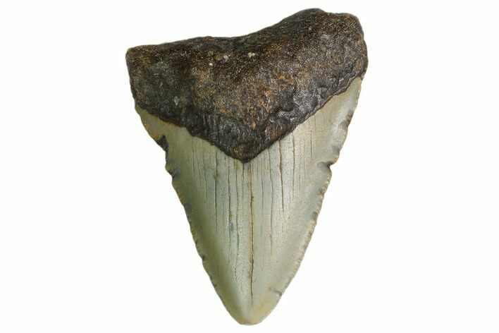 Juvenile Megalodon Tooth - North Carolina #160490